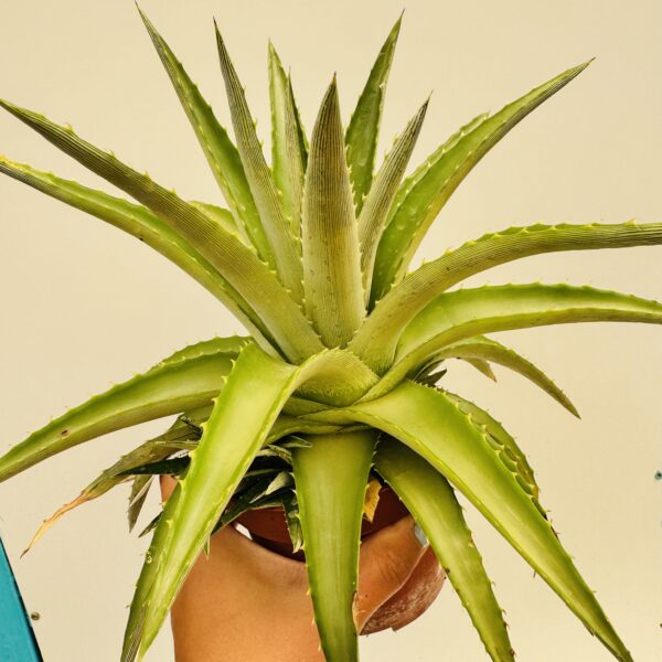 Dyckia brevifolia