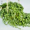 Senecio rowleyanus “Rosario”