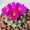 Turbinicarpus alonsoi