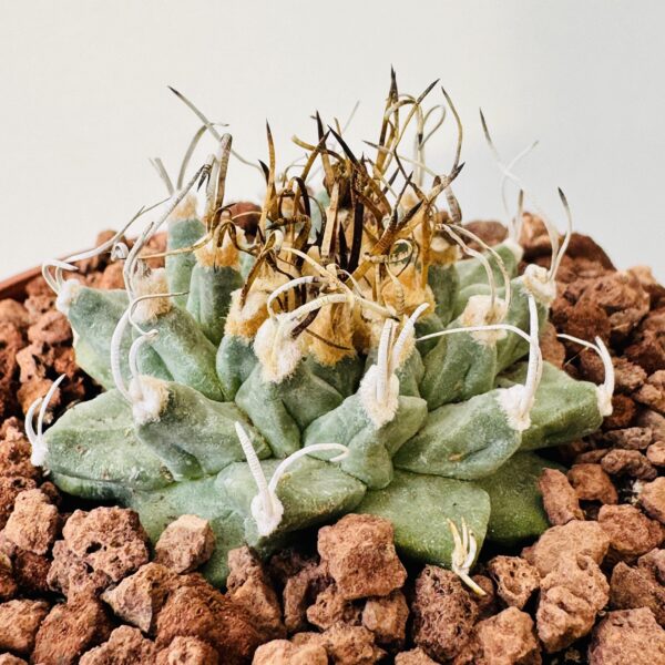 Turbinicarpus alonsoi - Imagen 5