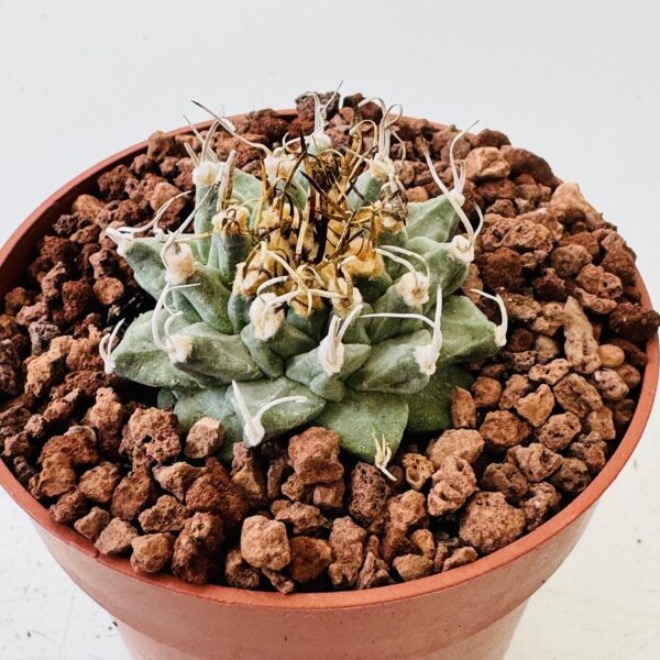 Turbinicarpus alonsoi - Imagen 6