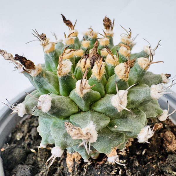 Turbinicarpus alonsoi - Imagen 3