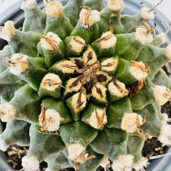 Turbinicarpus alonsoi