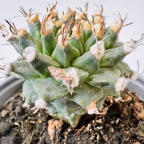 Turbinicarpus alonsoi - Imagen 4