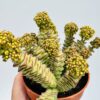 Crassula rupestris tom thumb