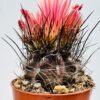 Eriosyce crispa