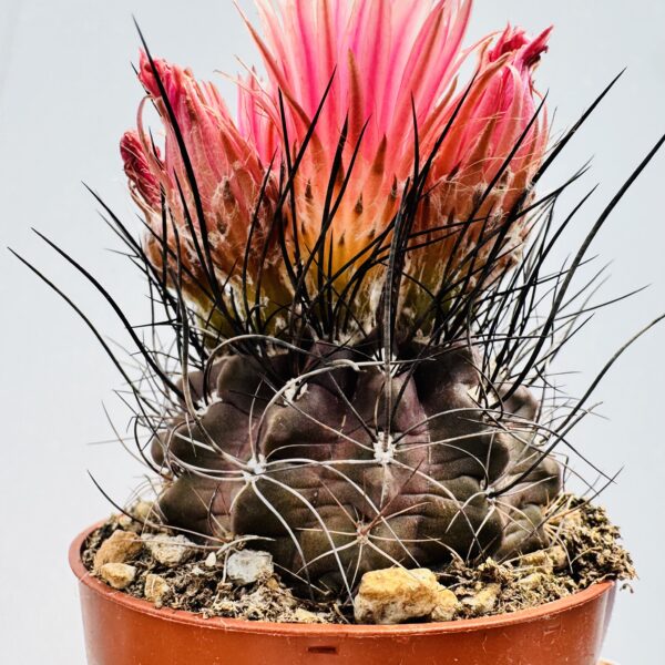 Eriosyce crispa