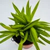 Peperomia happy bean