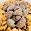 Titanopsis calcarea