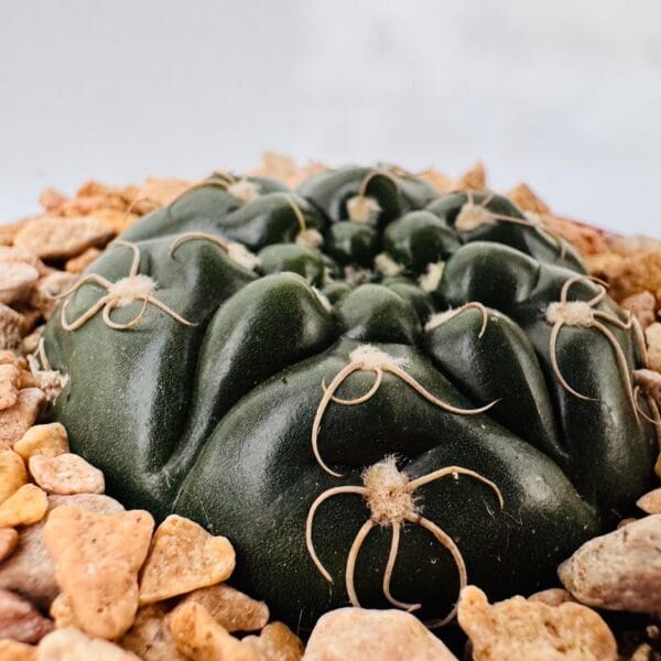 Gymnocalycium denudatum angulatum - Image 3