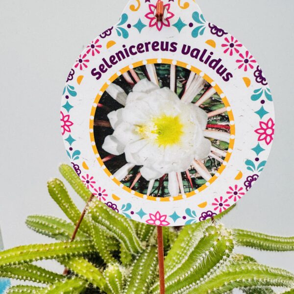 Selenicereus validus “Reina de la noche”