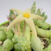 Piaranthus geminatus