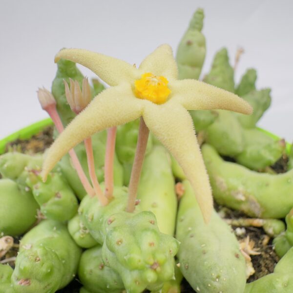 Piaranthus geminatus