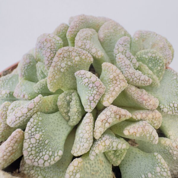 Titanopsis calcarea