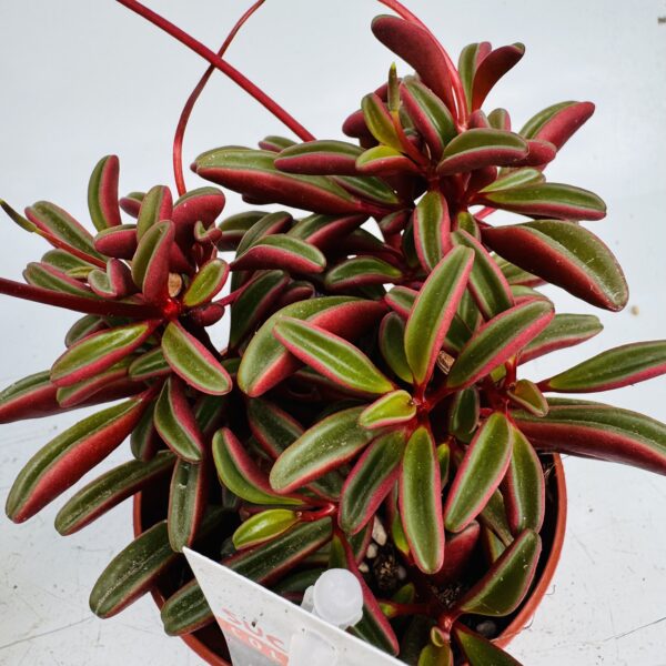 Peperomia graveolens