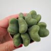 Conophytum meyeri