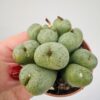 Conophytum uviforme