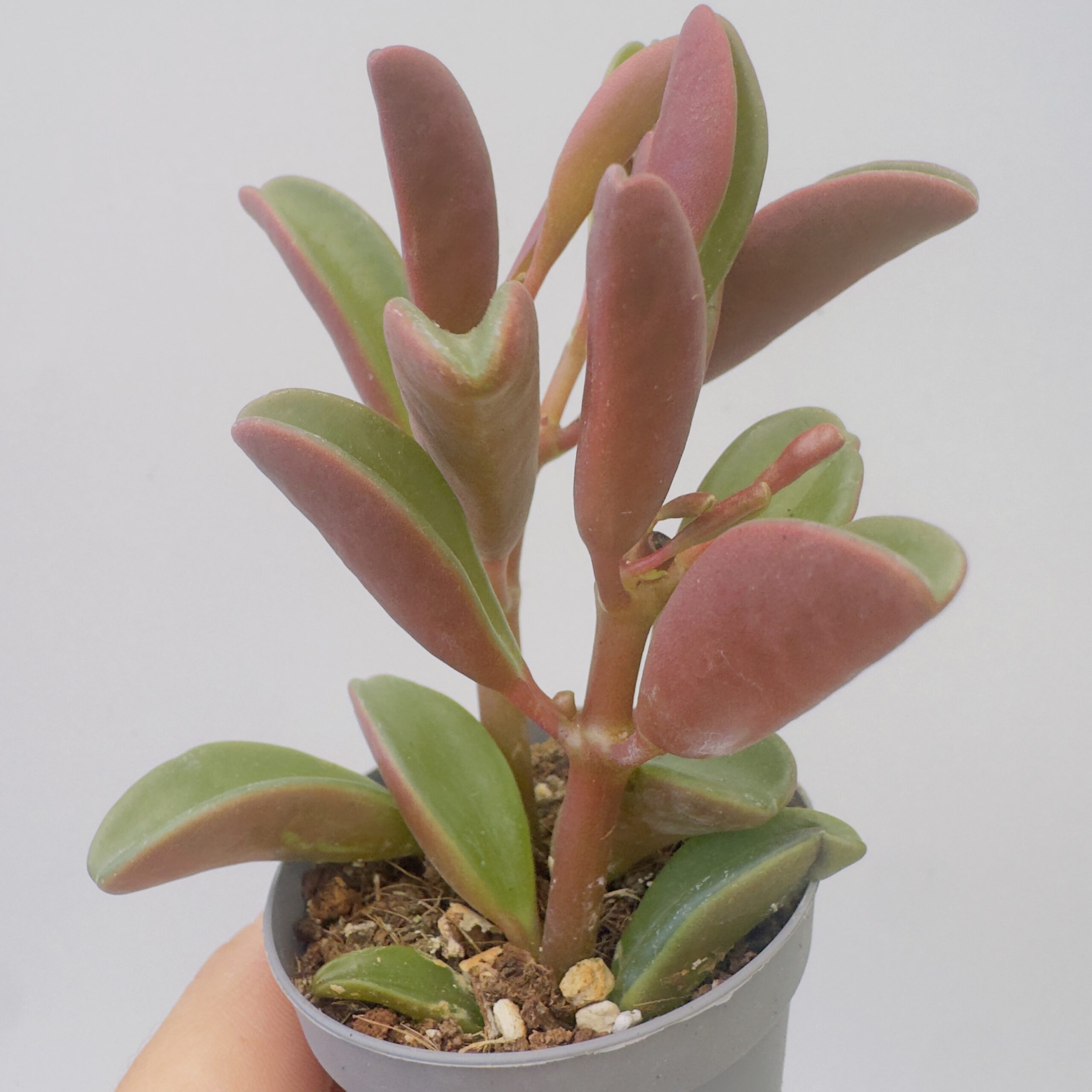 Peperomia graveolens - Imagen 7