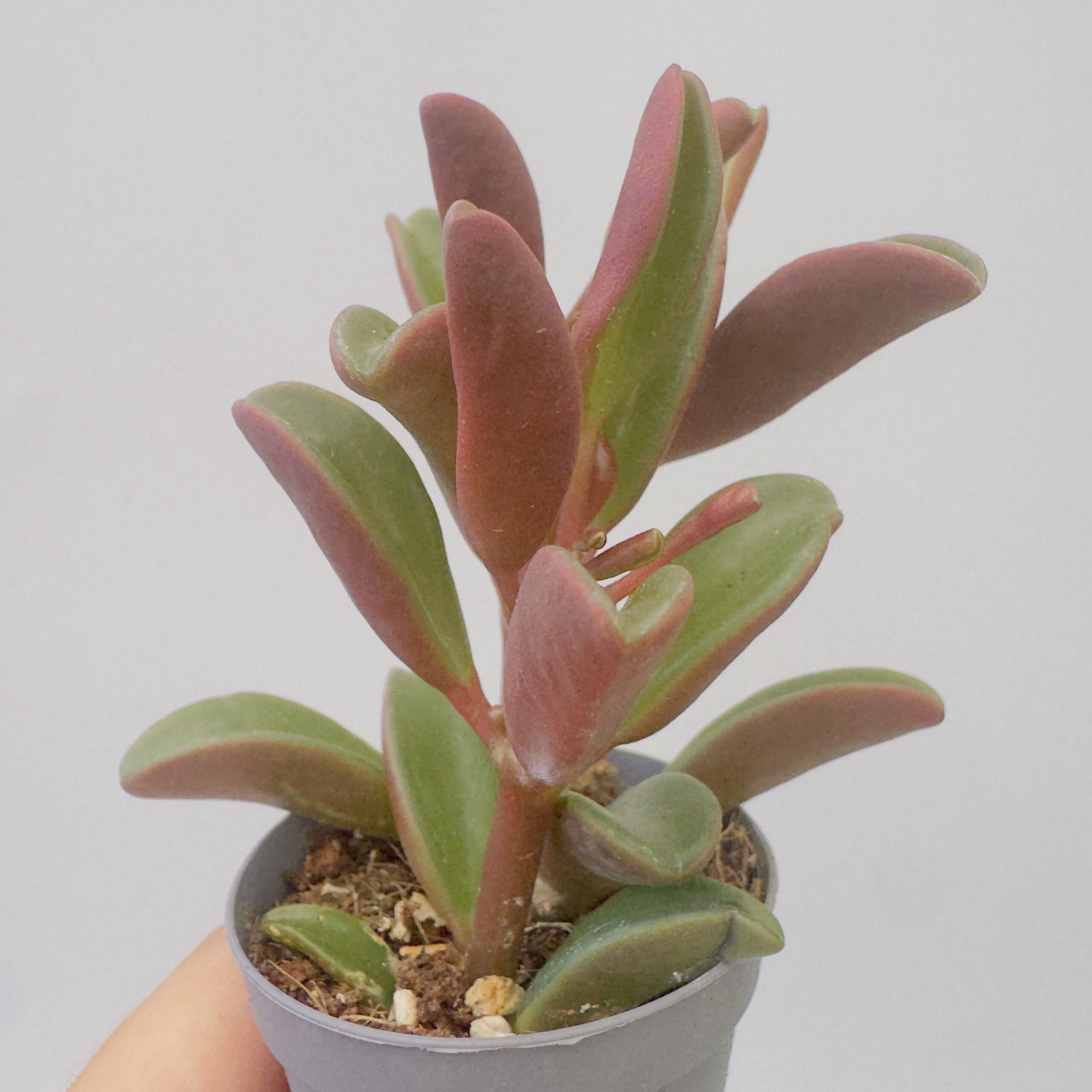 Peperomia graveolens - Imagen 3