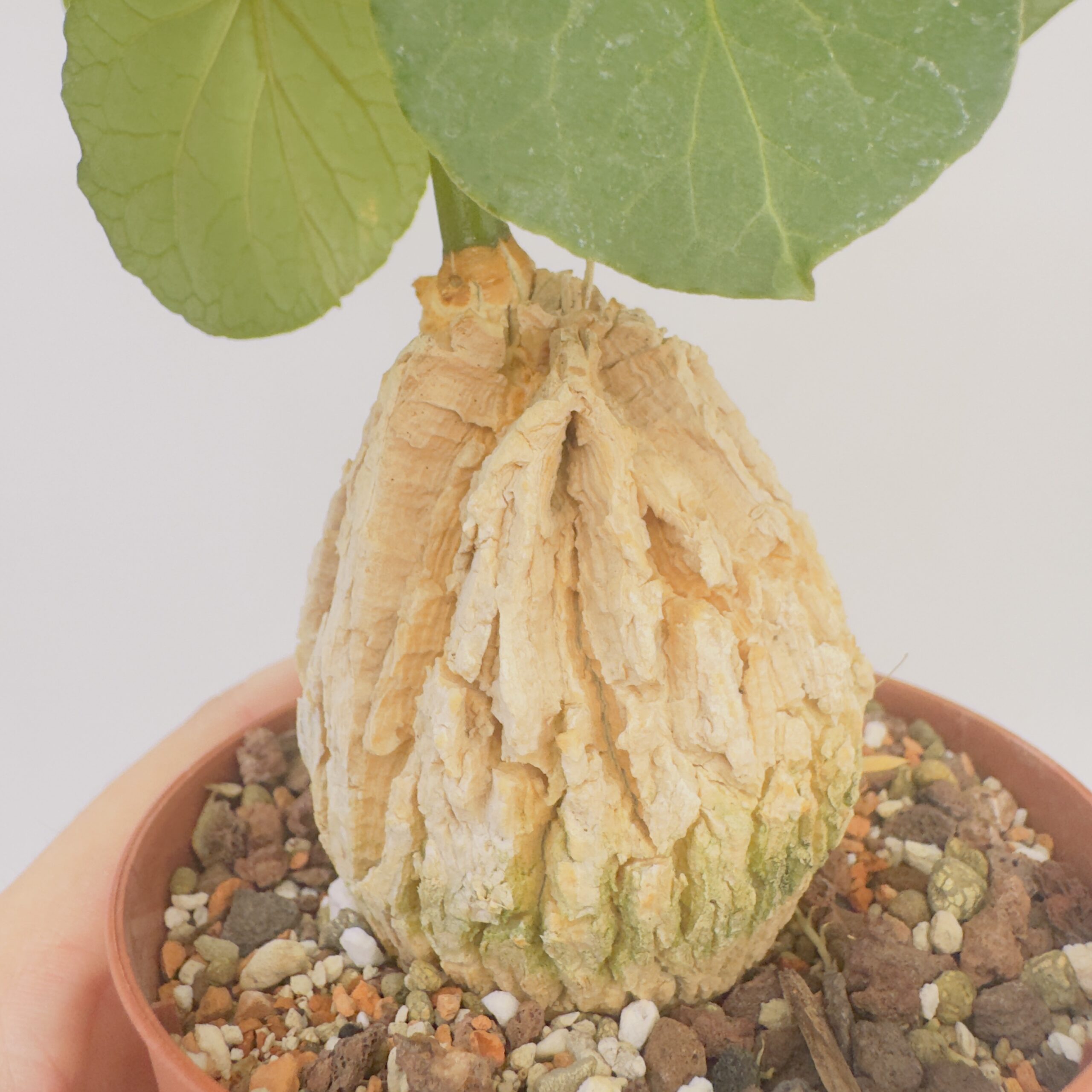 Matalea cyclophylla - Imagen 2
