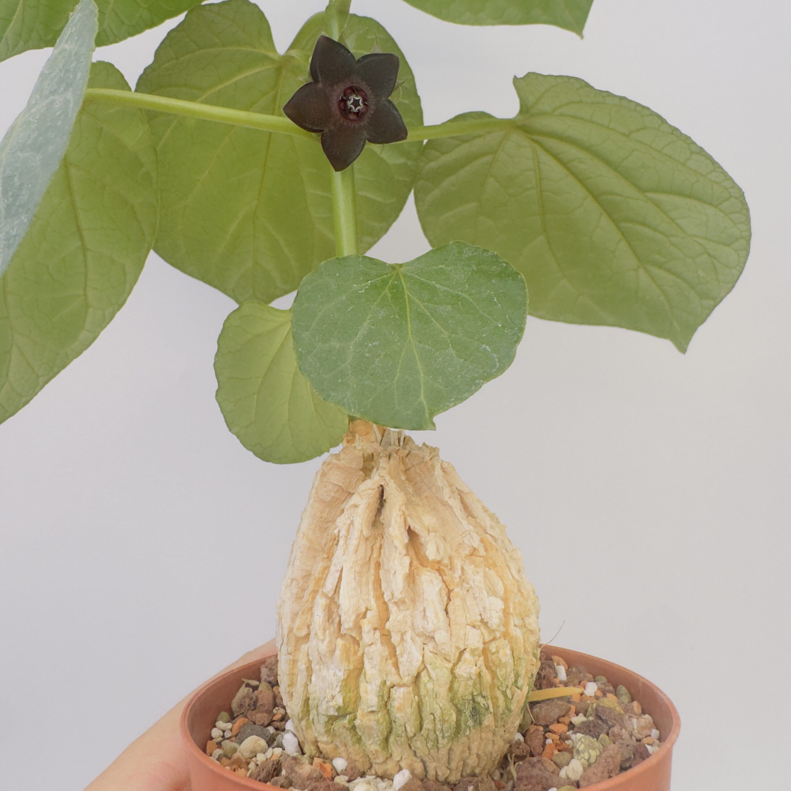 Matalea cyclophylla - Imagen 3