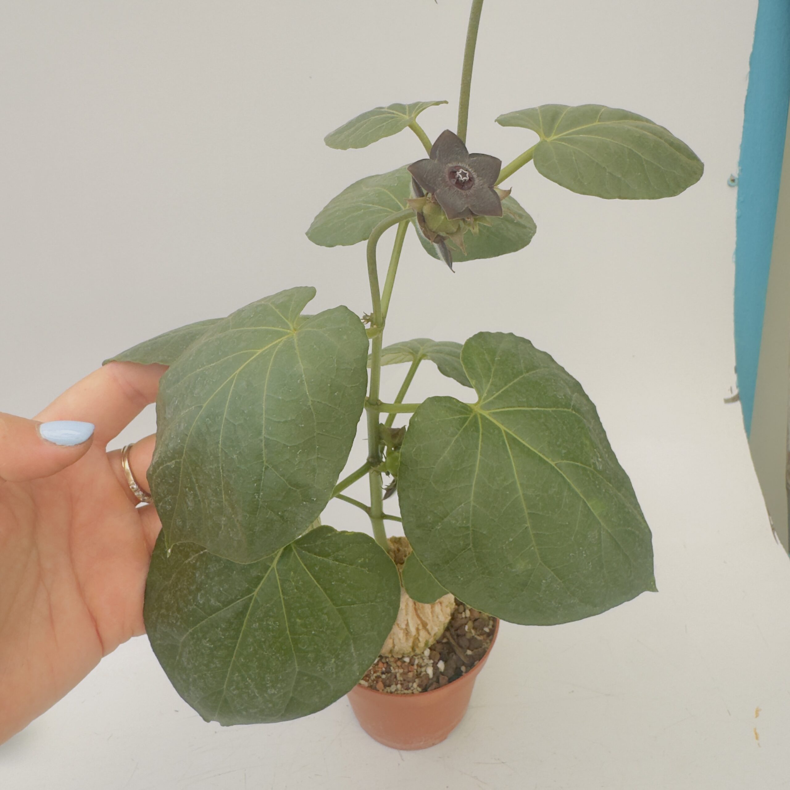 Matalea cyclophylla - Imagen 4
