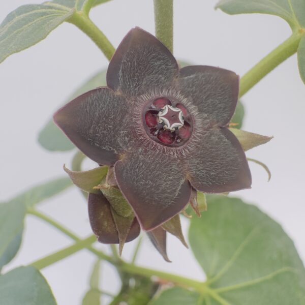 Matalea cyclophylla