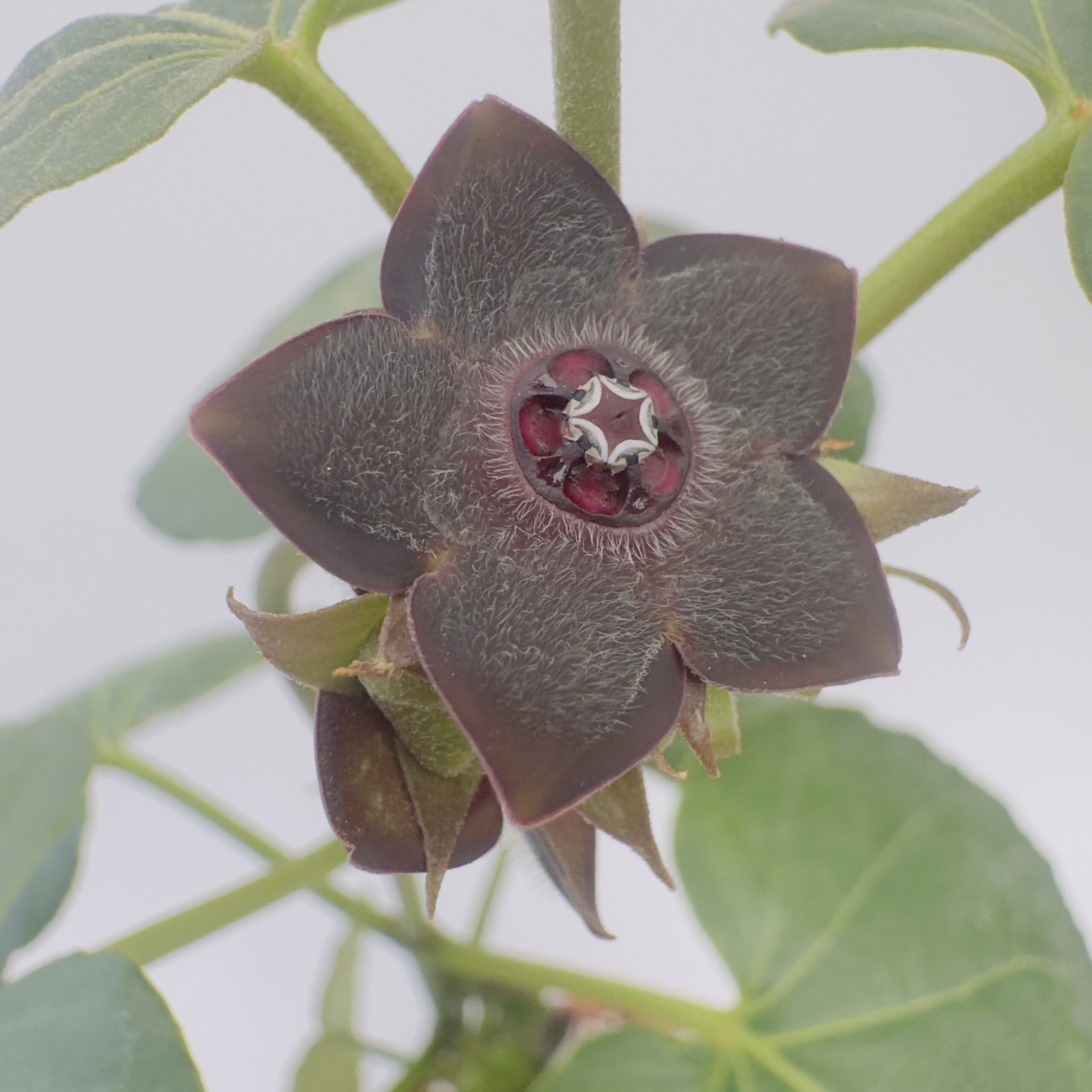 Matalea cyclophylla