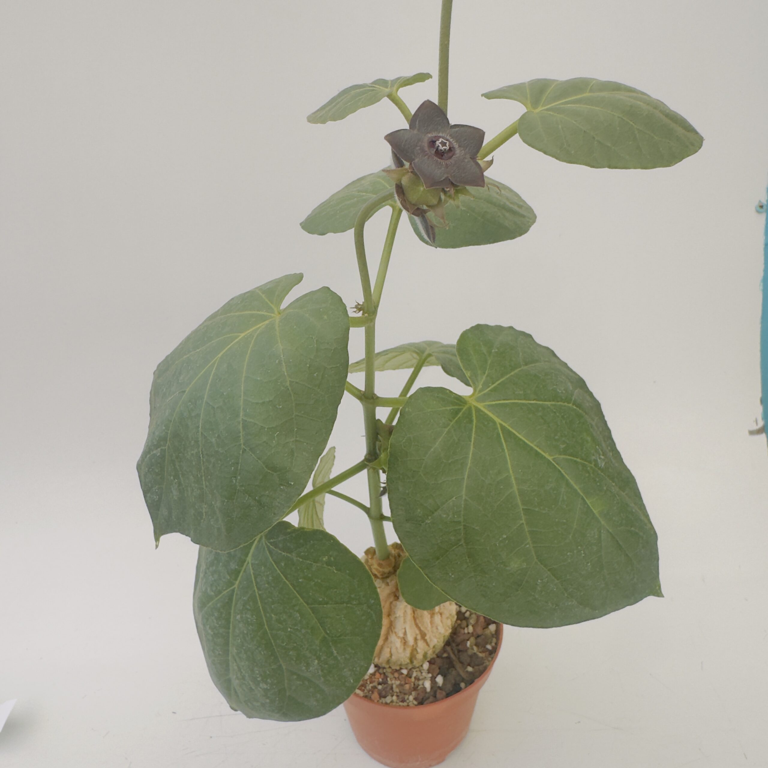 Matalea cyclophylla - Imagen 5