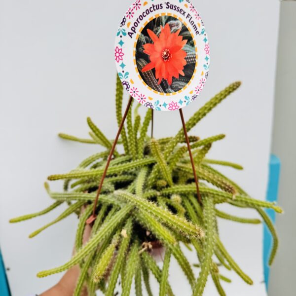 Aporocactus sussex flame