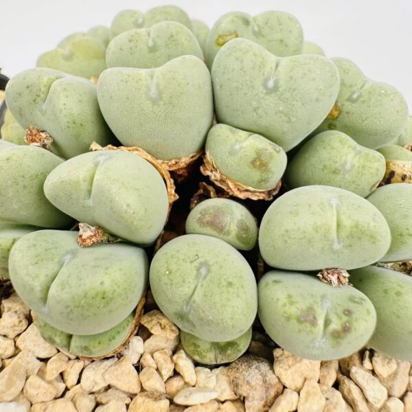 Conophytum bilobum
