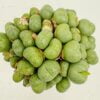 Conophytum auriflorum