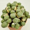 Conophytum minutum