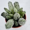 Adromischus festivus “huevos de chorlito”