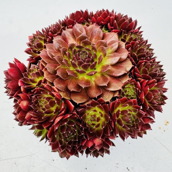 Sempervivum Riga dark purple