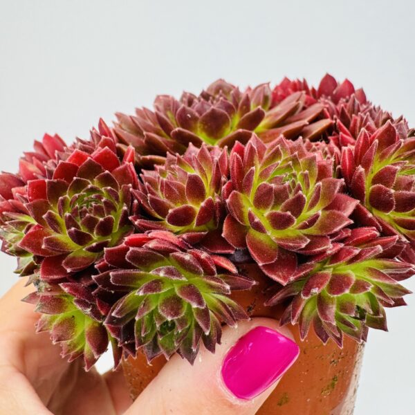 Sempervivum Riga dark purple - Image 4