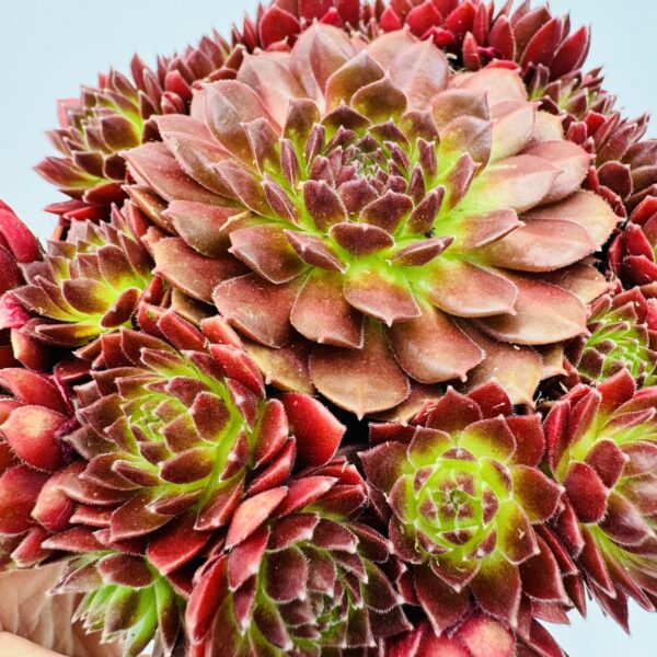 Sempervivum Riga dark purple - Image 2