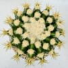 Echinocactus grusonii brevispinus