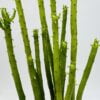 Euphorbia alluaudii