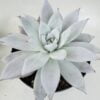 Echeveria mexican giant