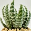Aloe humilis