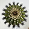 Uebelmannia pectinifera