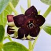 Matalea cyclophylla