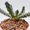 “Mini drago” Euphorbia gorgonis
