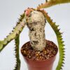 Euphorbia stellata