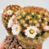 Mammillaria carmenae rubra