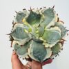 Agave potatorum variegata