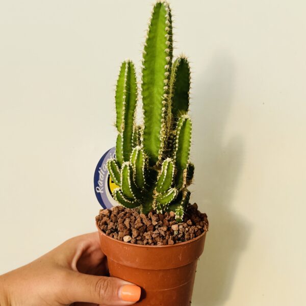 Cereus peruvianus “Cactus ordenador”