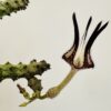 Ceropegia stapeliformis monstruosa