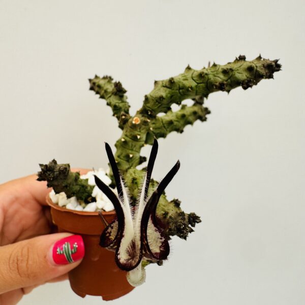 Ceropegia stapeliformis monstruosa - Imagen 4